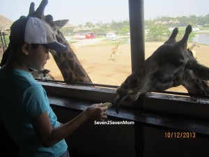 Cheeky Koko fed banana to the giraffe